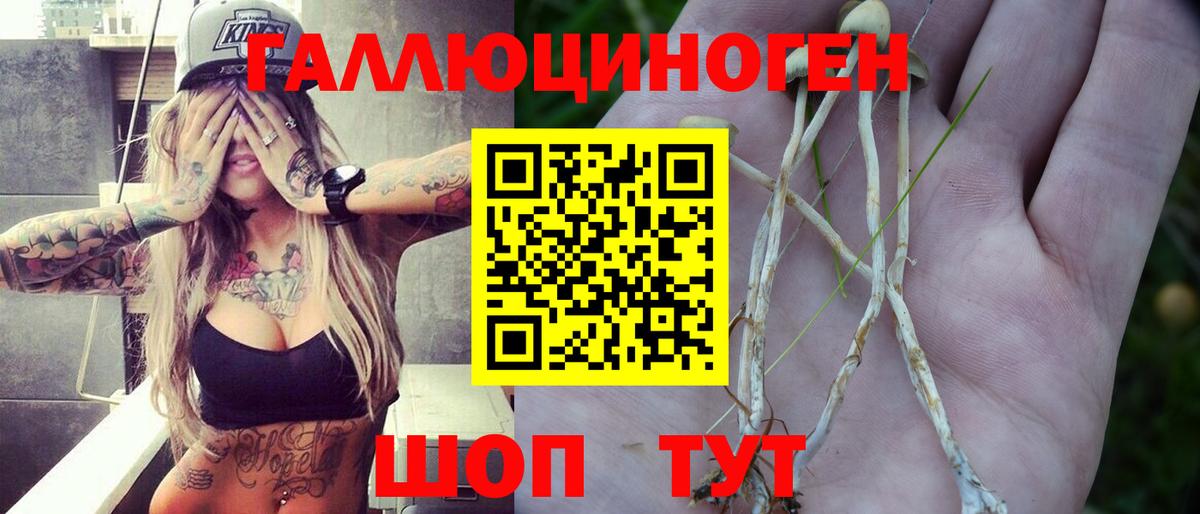 Псилоцибиновые грибы Psilocybe Сертолово